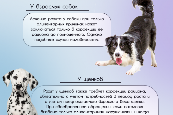 Информационная карточка для вет. клиники