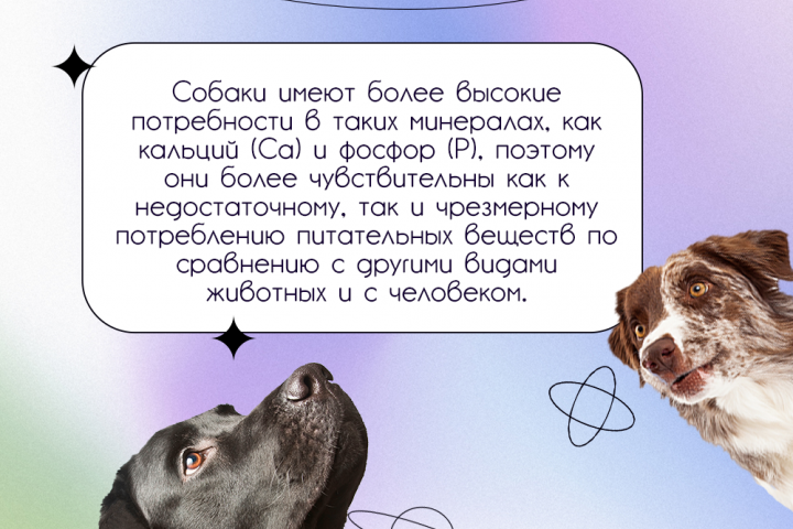 Информационная карточка для вет. клиники