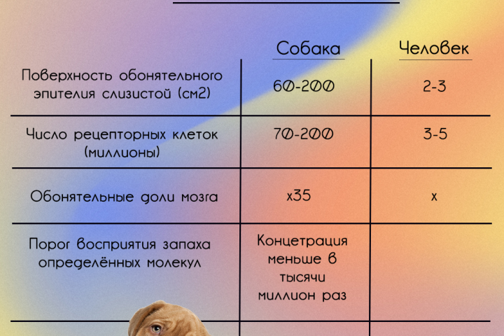 Таблица для вет. клиники