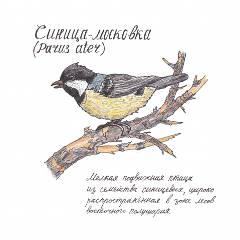 Синичка