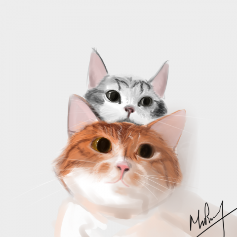 Коты