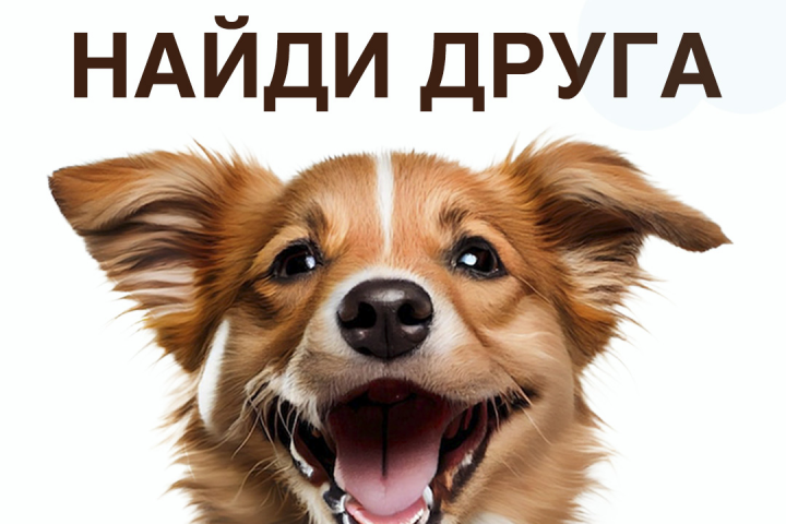 Баннер для приюта