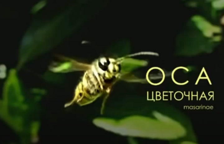 Оса цветочная