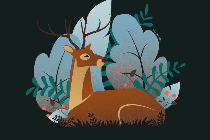 Deer
