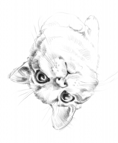 Котик