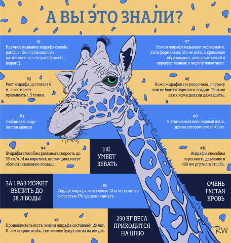 Факты о жирафах