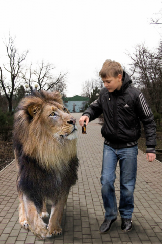 Коллаж со львом