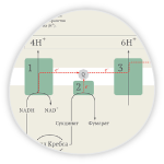 Схема клеточного дыхания