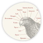 Схема попугая