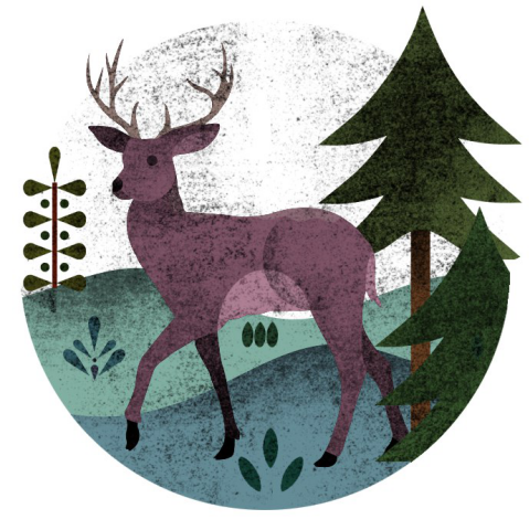 Deer