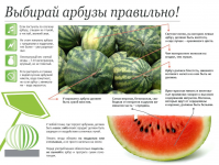 Инфографика "Выбирай арбузы правильно!"