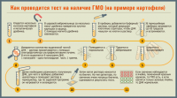 Инфографика "ГМО"