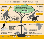 Инфографика "Жираф"