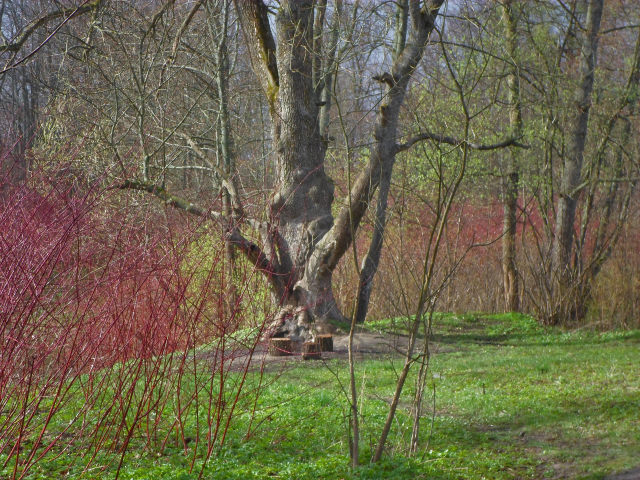 Весенний дуб