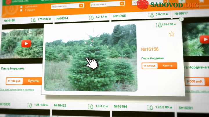 Живые новогодние елки по видео