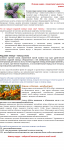 Живица кедра - продолжает удивлять ученых