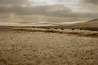 Хрустальная степь 4