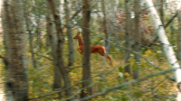 Косуля