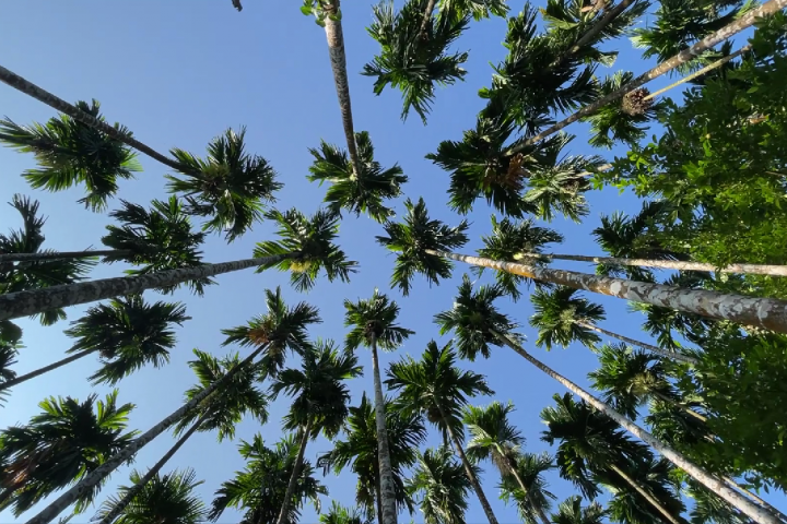 Индийская клинка