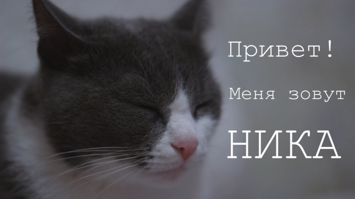 Ролик про кошку по кличке Ника