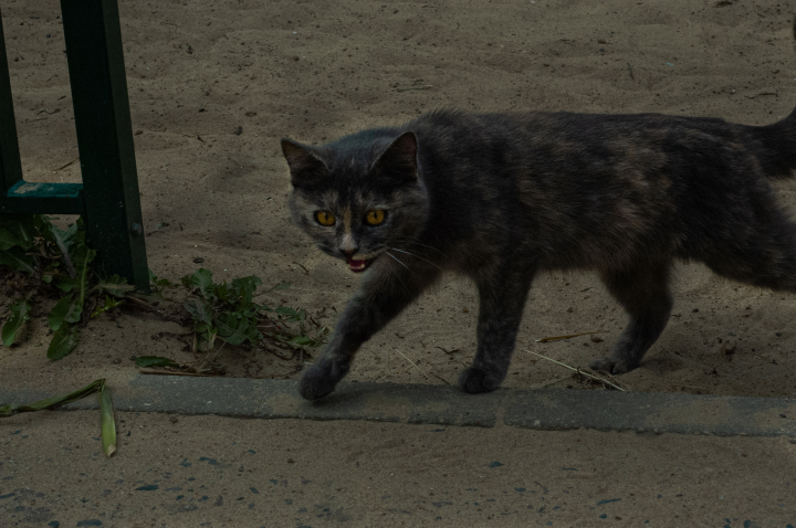 Котик