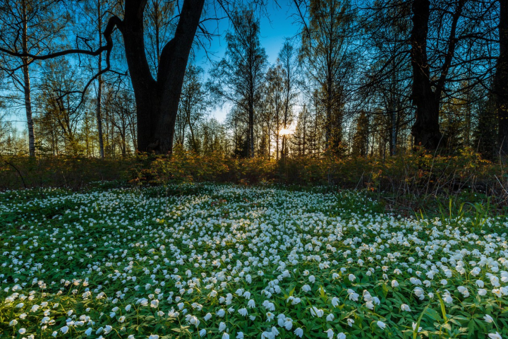 Spring