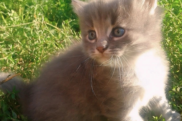 Котёнок