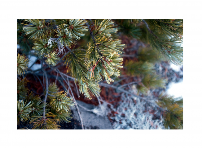 Съемка природы