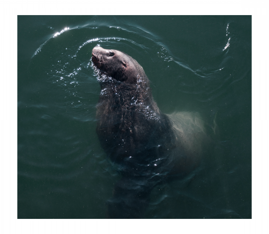 Съемка дикой природы