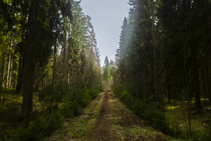 Лесной пейзаж
