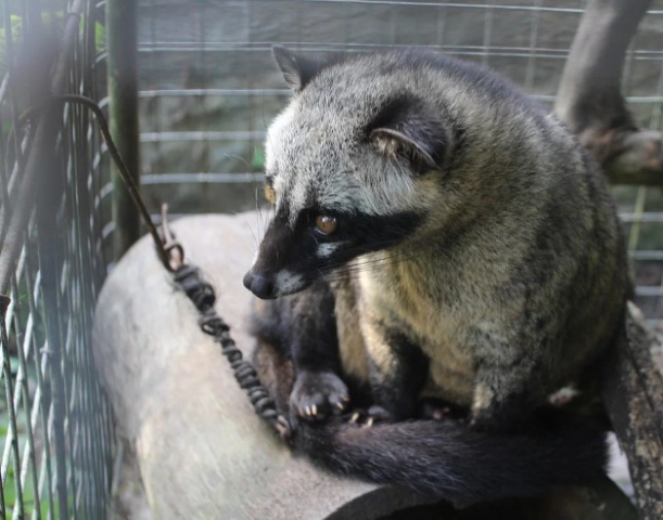 Статья на кофейную тему (копи-лювак)