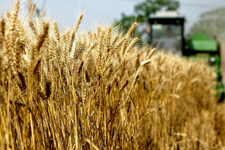 Кого кормит Кубань?