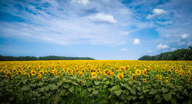 Работа 3151579