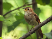 Загадки детям