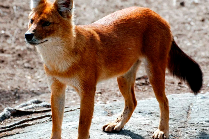 Доклад по окружающему миру 2 класс