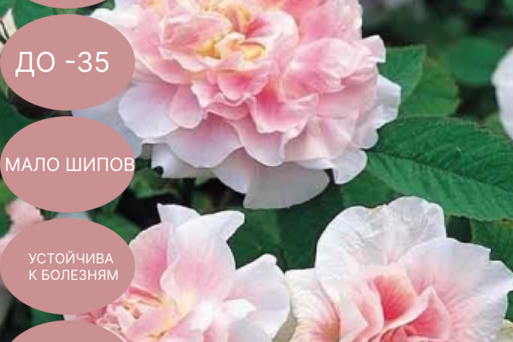 карточки товаров для WB
