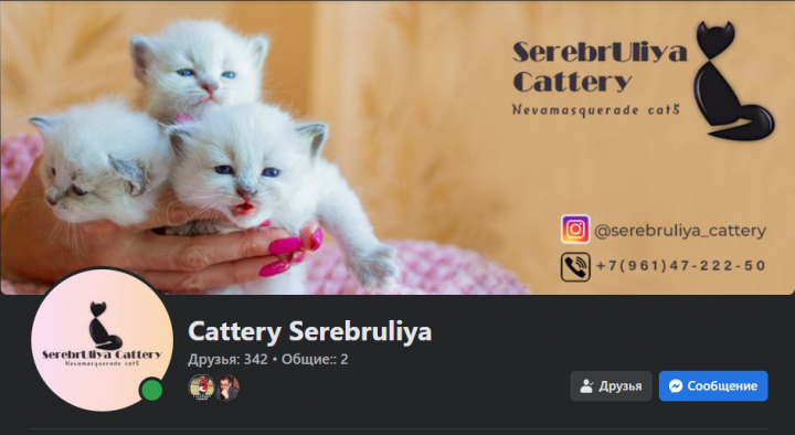 Оформление Facebook для SerebrUliya Cattery