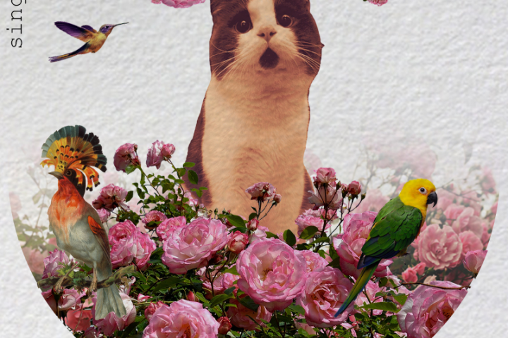 Карточка с поющим котом