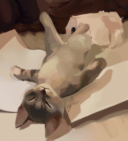кот