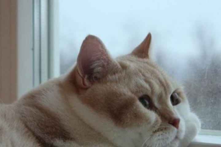 Асинхронное скачивание изображений котов со внешнего API