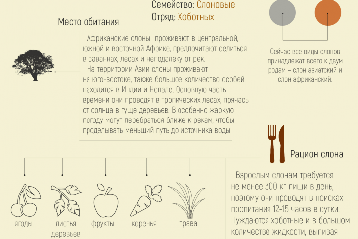 Инфографика_Слон