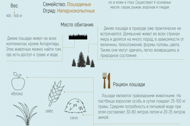Инфографика_Лошадь