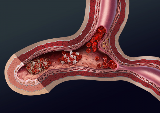Движение крови в венах (разрез)