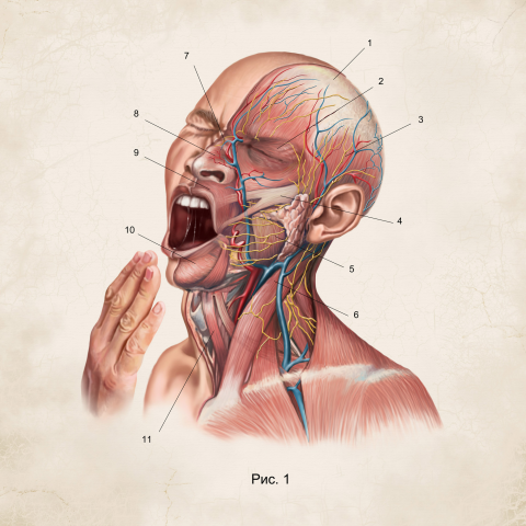 Зевающий человек (анатомический разрез)