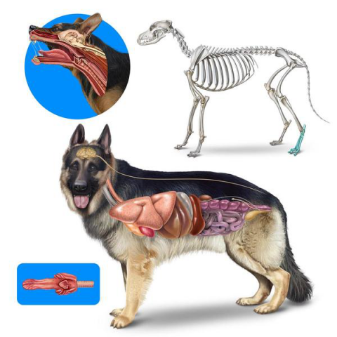 Анатомия собаки