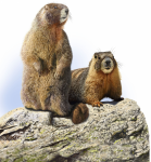 Сурок-байбак