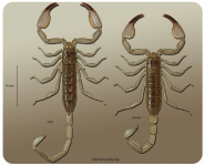 Скорпион Hemiscorpius sp.