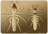 Сольпуги Rhagodes sp.