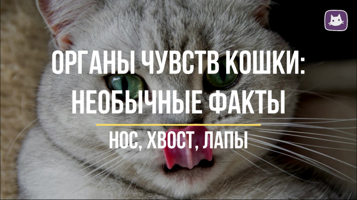 Органы чувств кошки: необычные факты