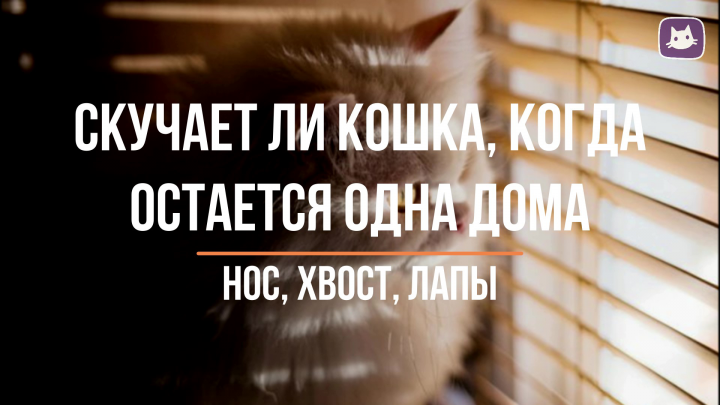 Скучает ли кошка, когда остается одна дома